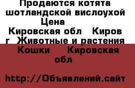 Продаются котята шотландской вислоухой! › Цена ­ 3 000 - Кировская обл., Киров г. Животные и растения » Кошки   . Кировская обл.